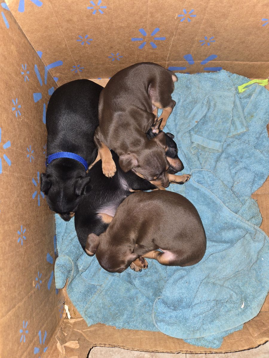 Mini Doberman Pinscher Puppies