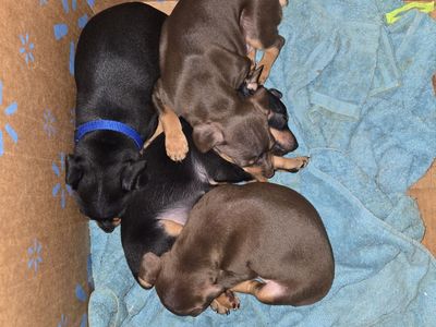 Mini Doberman Pinscher Puppies
