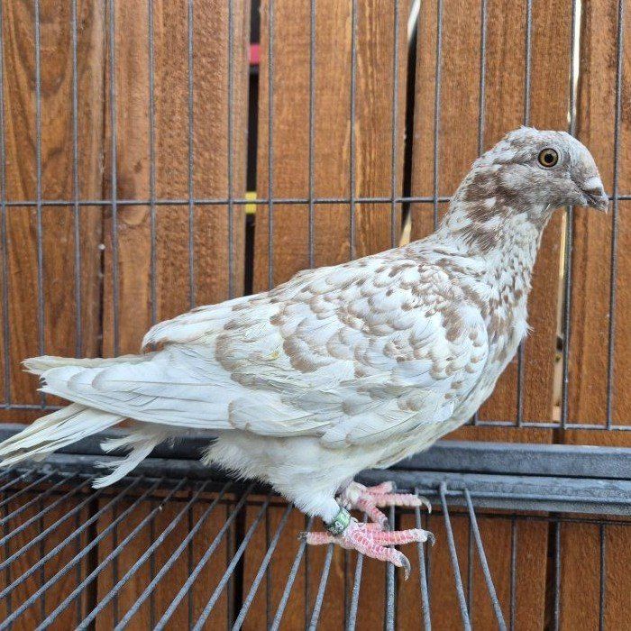 Hand-reared Fancy Pigeon Squeakers