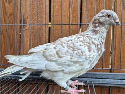 Hand-reared Fancy Pigeon Squeakers