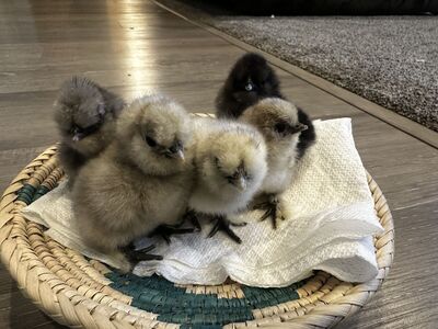 Silkie Chicks For Sale