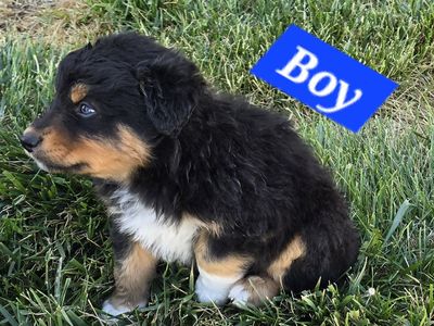 Adorable Colorful Aussie pups!