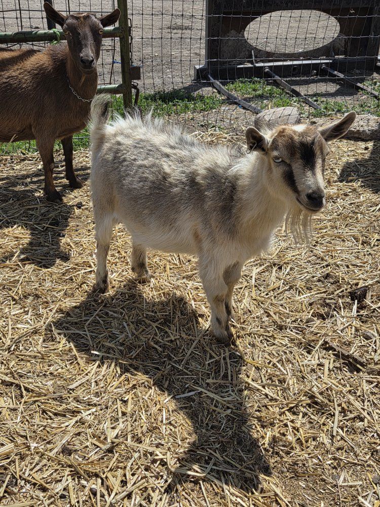 bill the billy pygmy goat