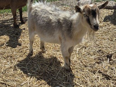 bill the billy pygmy goat