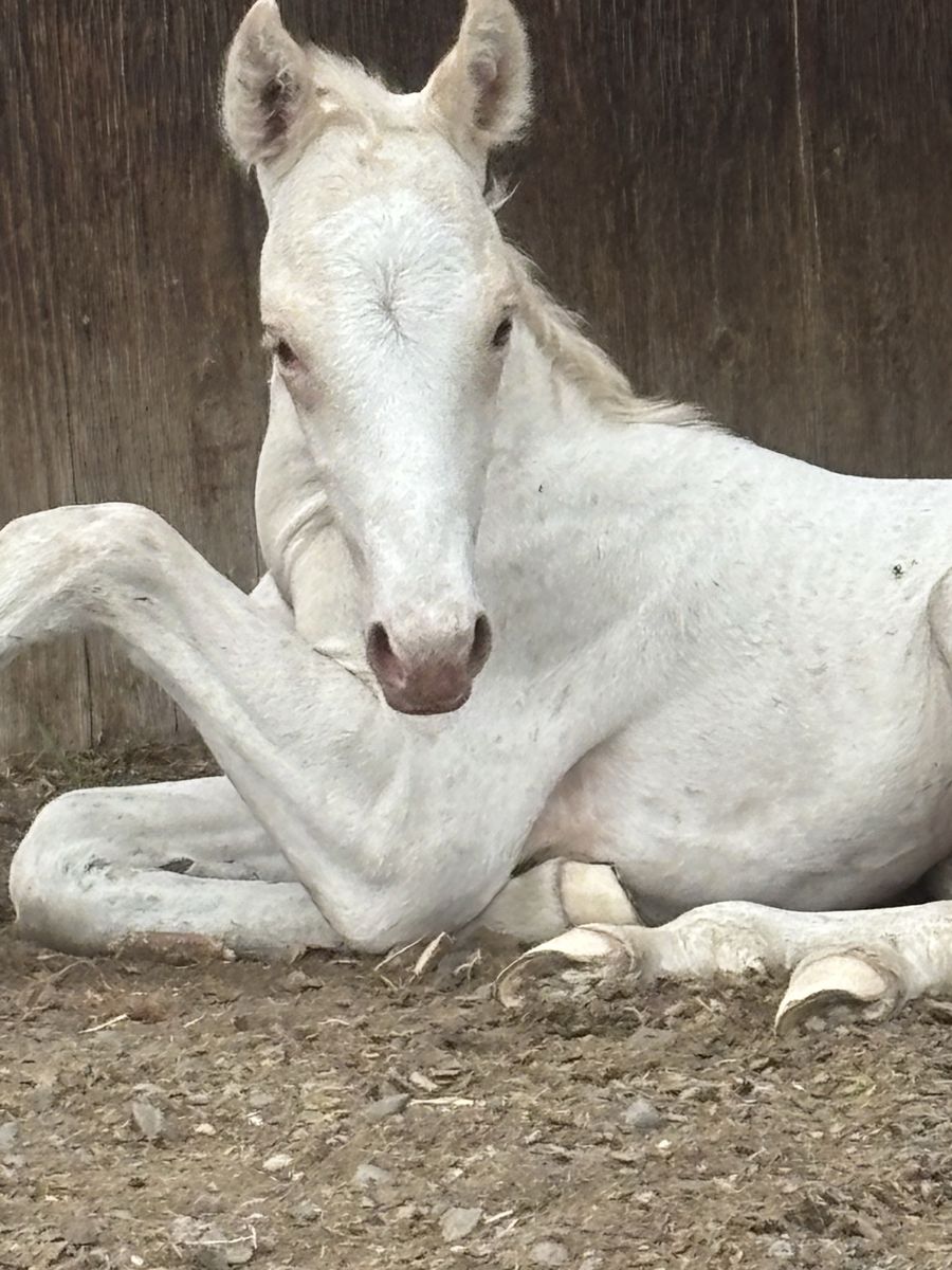 Palomino leopard half draft Colt - Sire: Sunsational Sign, Dam: Big Mamma (Draft Mare)
