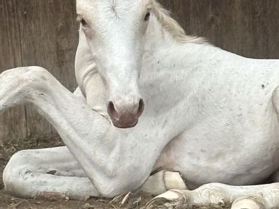 Palomino leopard half draft Colt - Sire: Sunsational Sign, Dam: Big Mamma (Draft Mare)