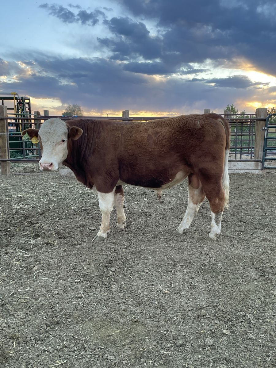 Yearling Bull