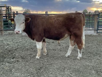 Yearling Bull