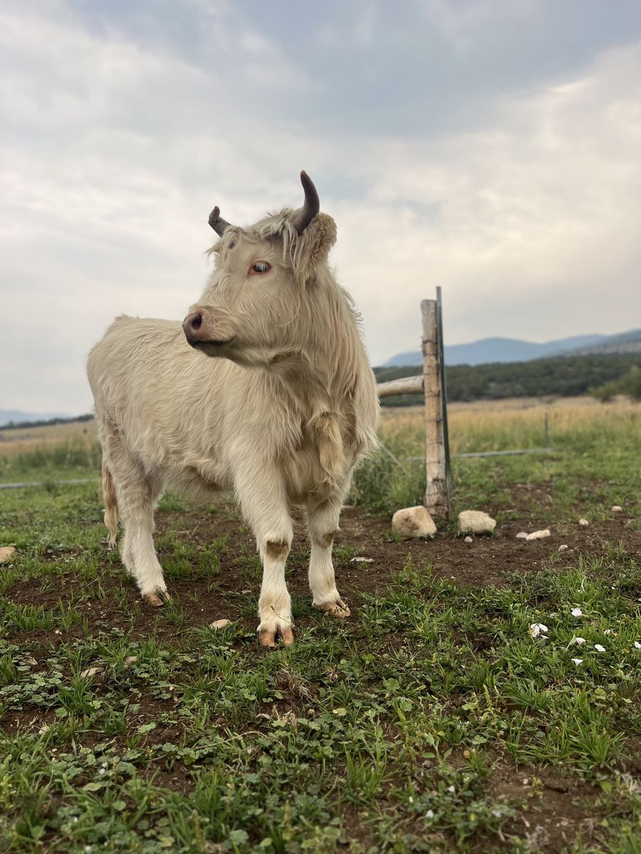 AHCA Registered White Highland Heifer