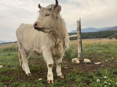 AHCA Registered White Highland Heifer