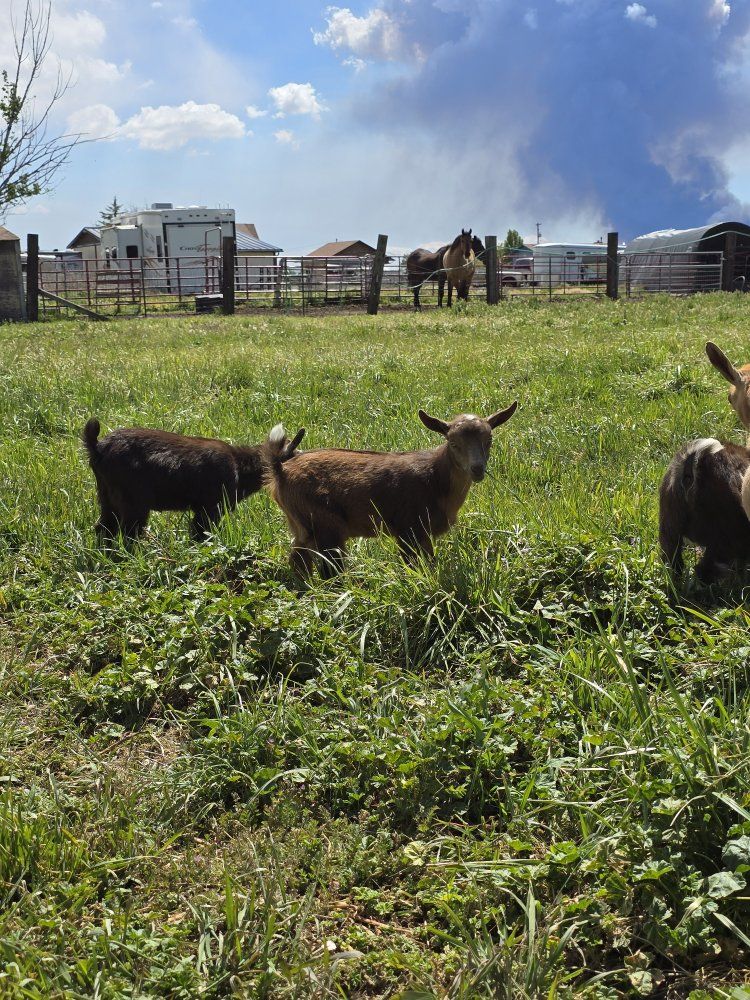 Friendly Nigerian Dwarf Kids (Disbudded)