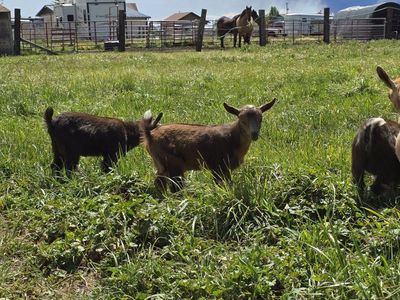 Friendly Nigerian Dwarf Kids (Disbudded)