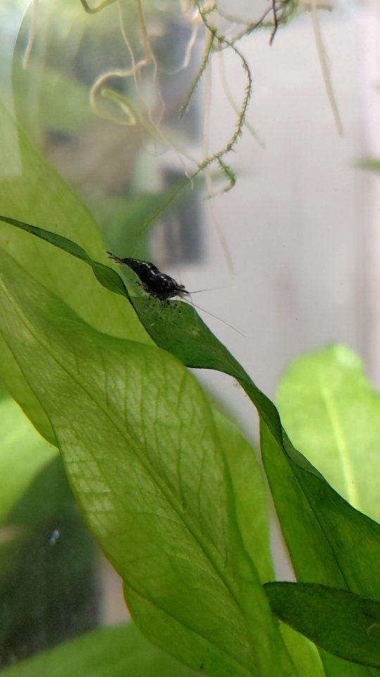 Black nano shrimp