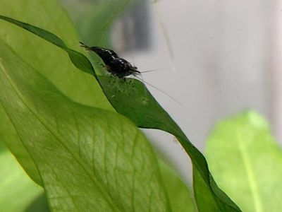 Black nano shrimp