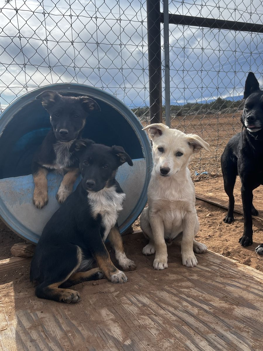 Kelpie/collie