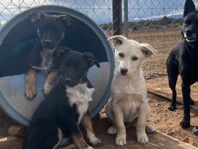 Kelpie/collie