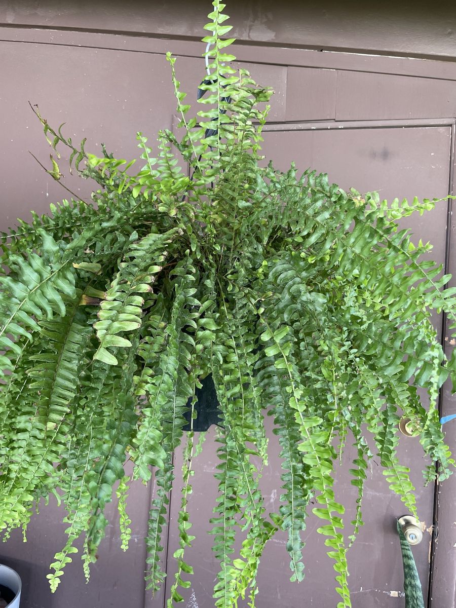 Boston Fern