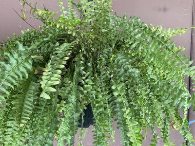 Boston Fern