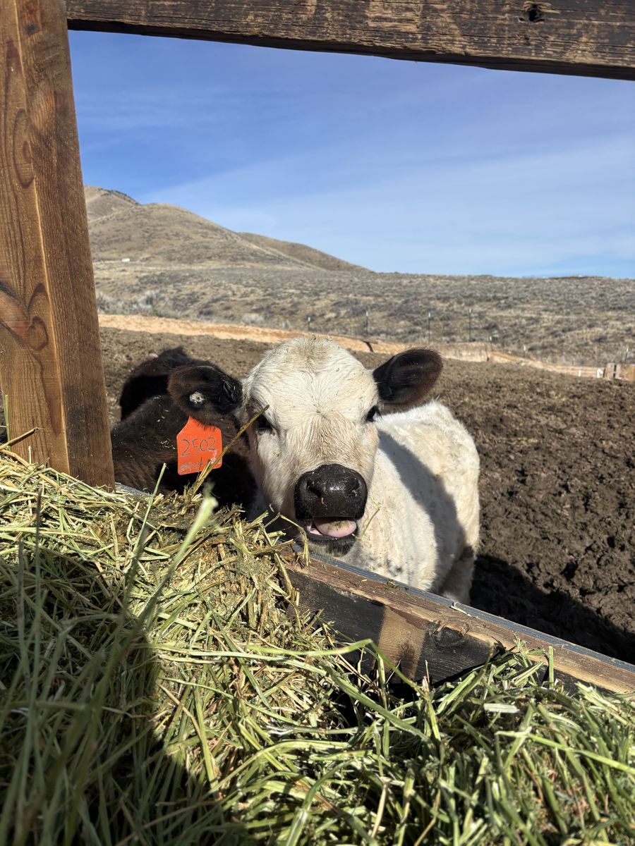 white british x holstein bull