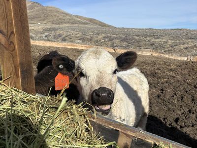 white british x holstein bull