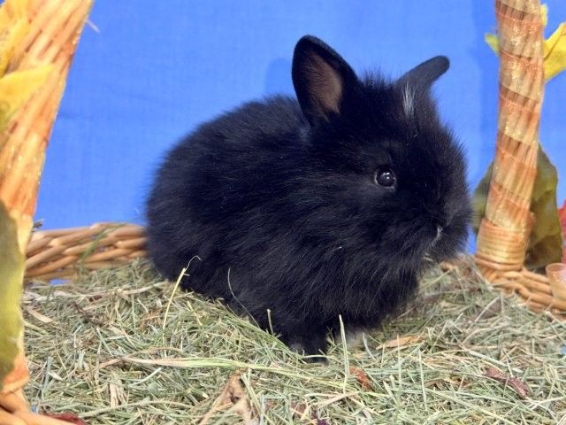 Sweet 6-Week-Old Lionhead / Holland Lop Mix Bunny!