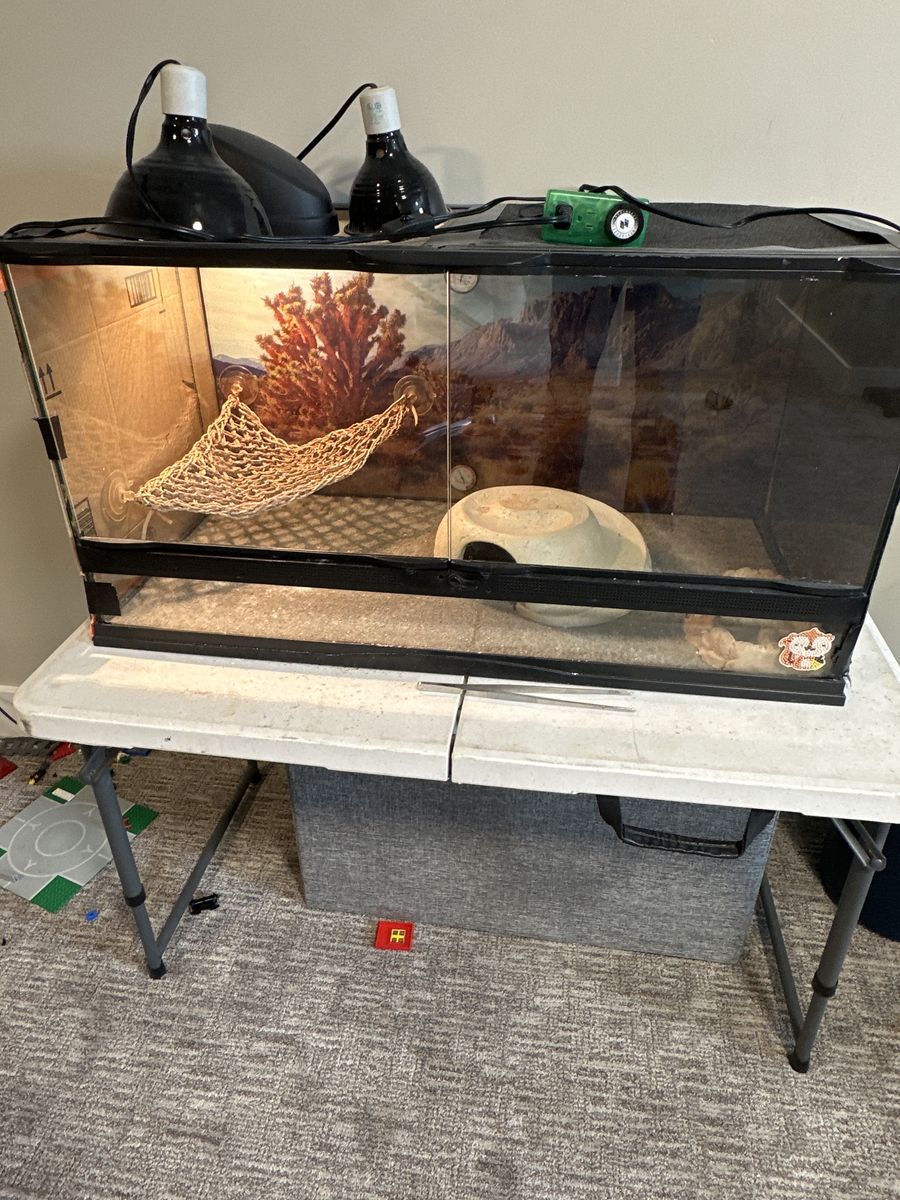 20 Gallon Bearded Dragon Set Up