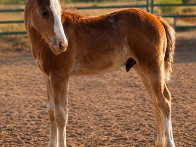 2026 Stud Colt