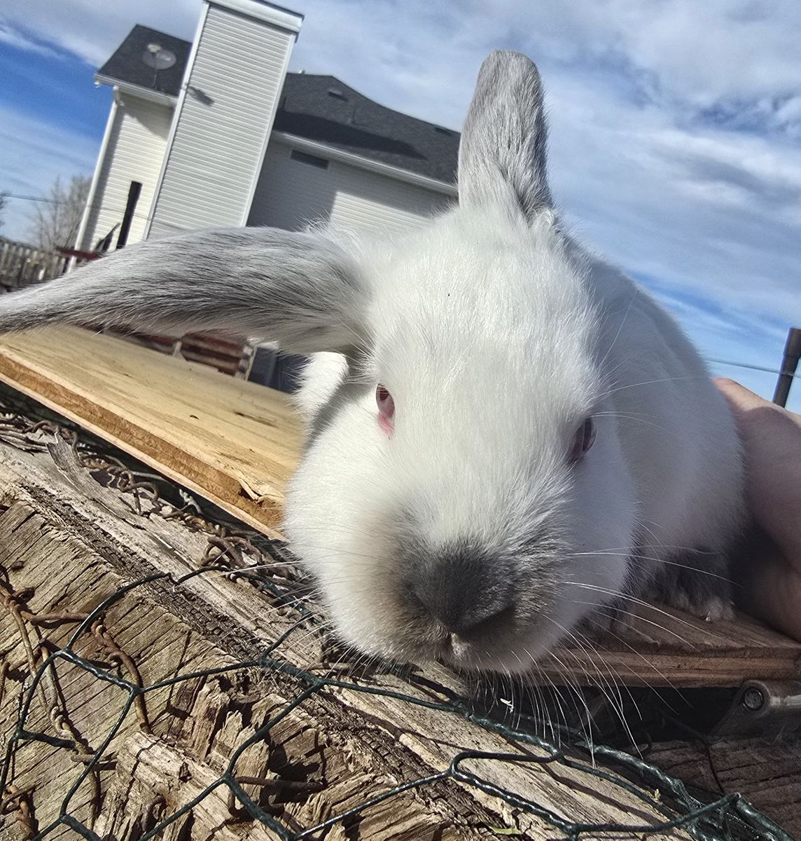 Easter meat breed bunnies !