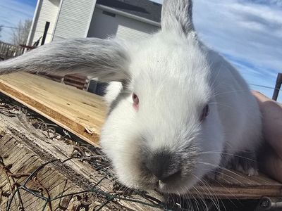 Easter meat breed bunnies !