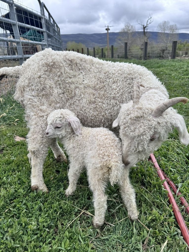 Angora goat & Baby