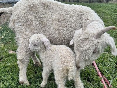 Angora goat & Baby