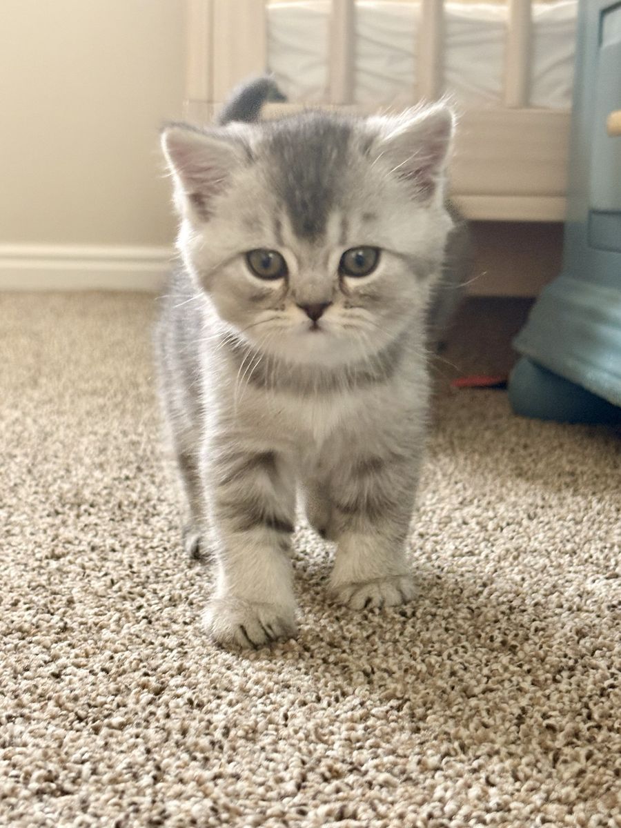 Beautiful Scottish Straight / Persian Mix Kittens