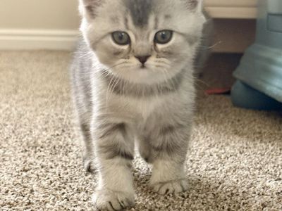 Beautiful Scottish Straight / Persian Mix Kittens