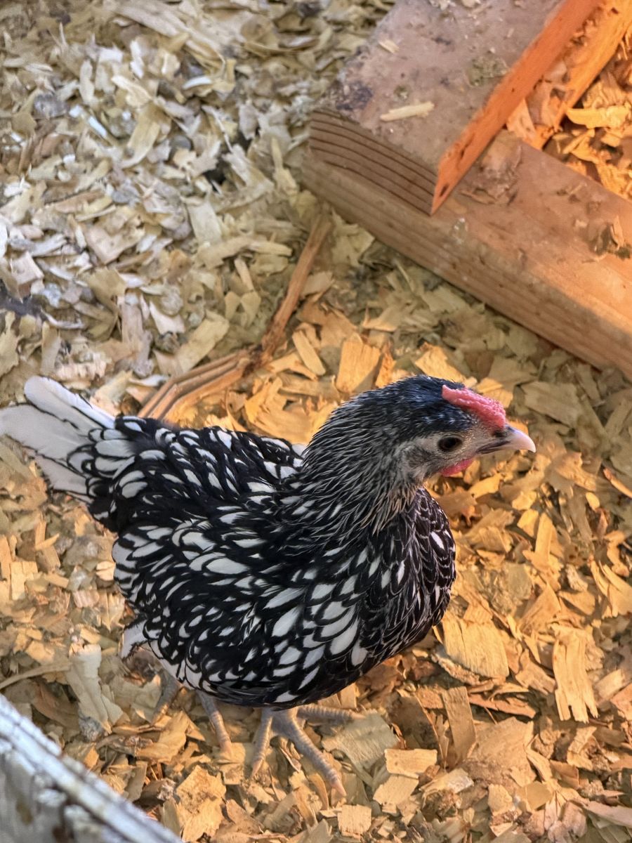 Chicken