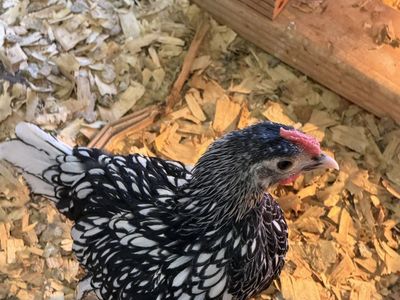 Chicken