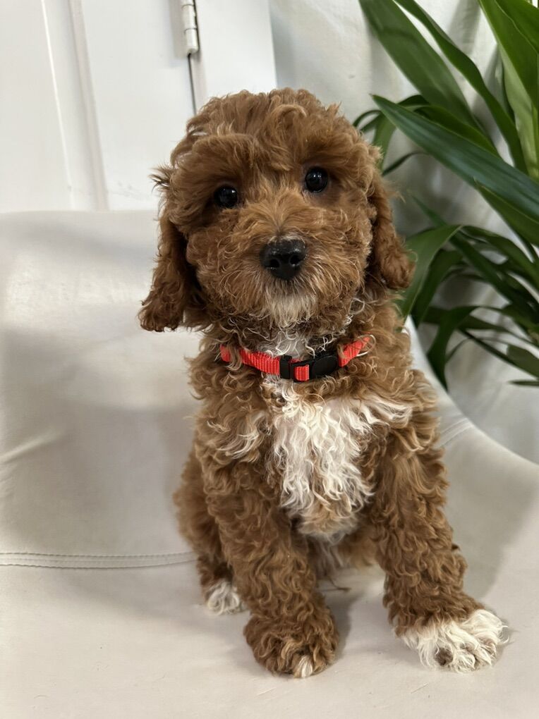 Gorgeous ckc Registered Cavapoo Puppies