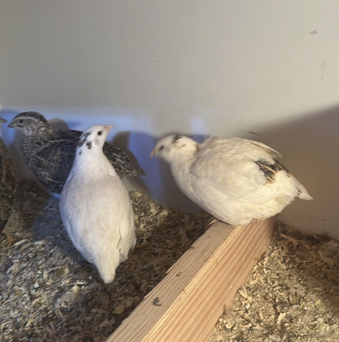 Coturnix quail