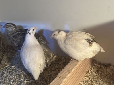 Coturnix quail