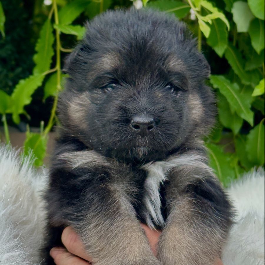 Sammy Shepherd puppies