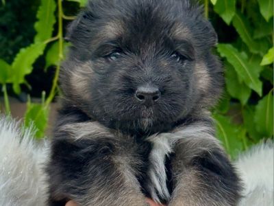 Sammy Shepherd puppies