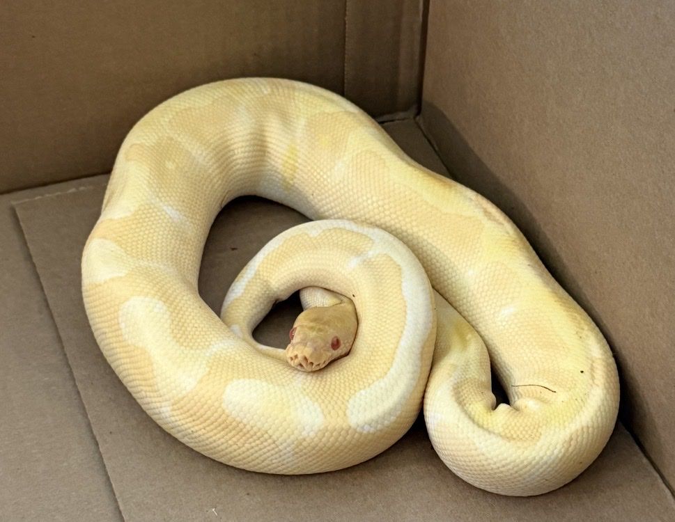 Ball Pythons w. Enclosures and Accessories