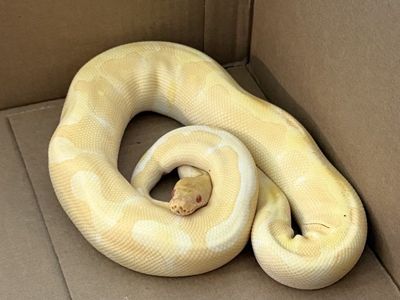 Ball Pythons w. Enclosures and Accessories