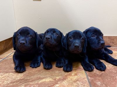 AKC Black Lab Retriever Puppies – $900