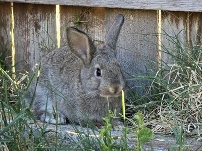 Rabbits - Does