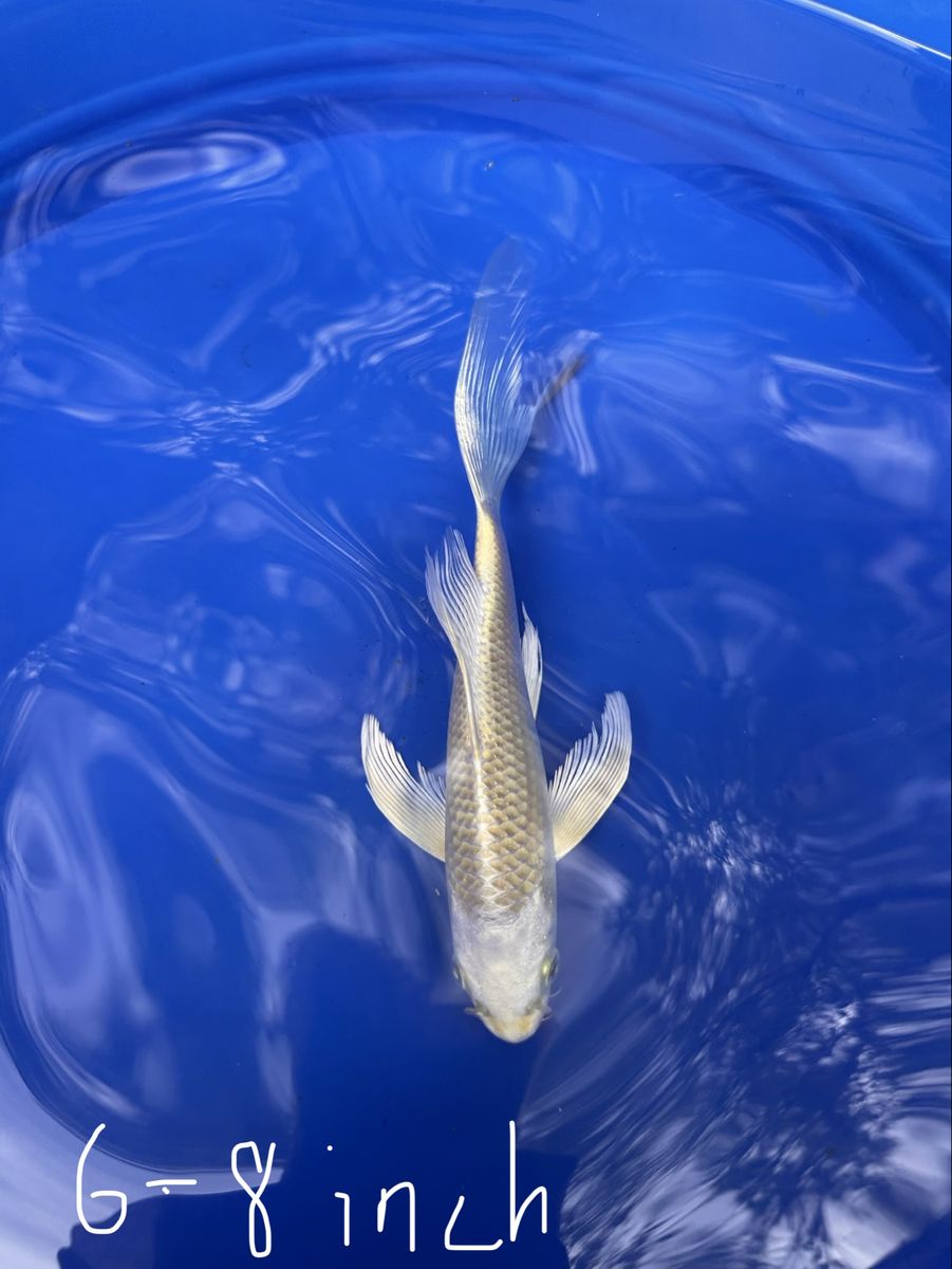 Butterfly Koi