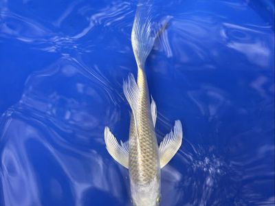 Butterfly Koi