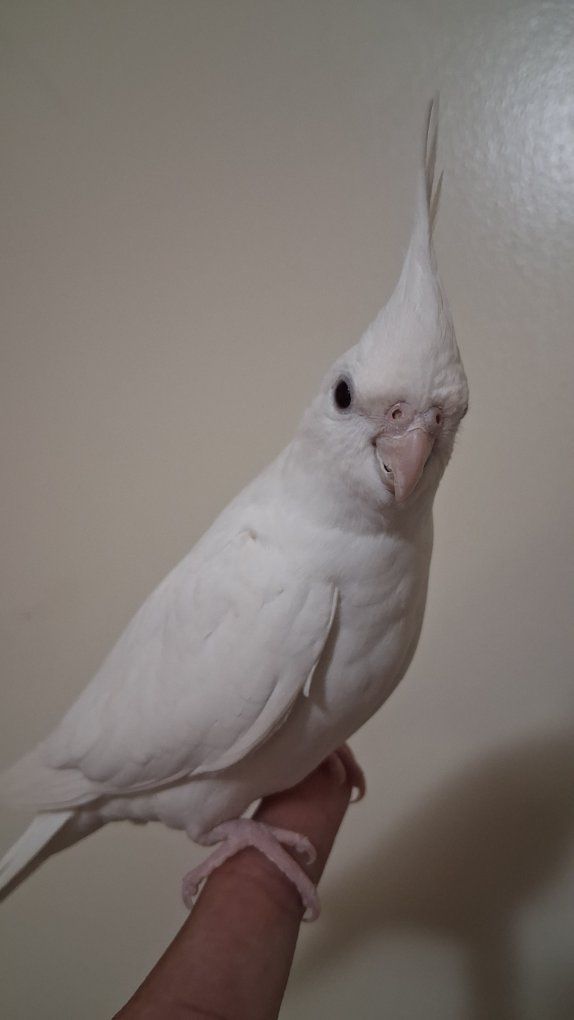 Tame Baby Albino Cockatiel