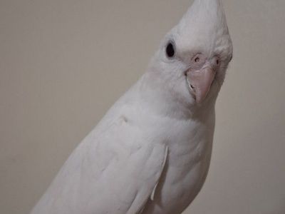 Tame Baby Albino Cockatiel