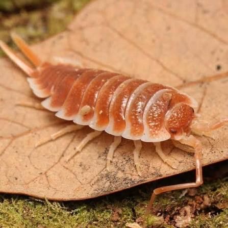 Porcellio hoffmannseggi "Orange"