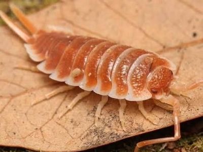 Porcellio hoffmannseggi "Orange"